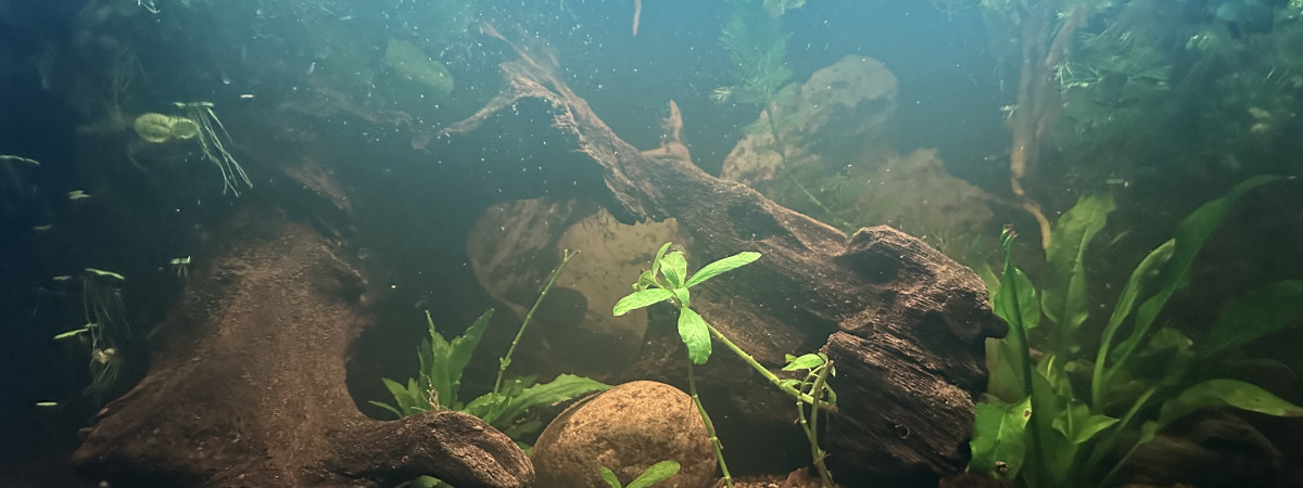 aquarium 15 gallons naturel