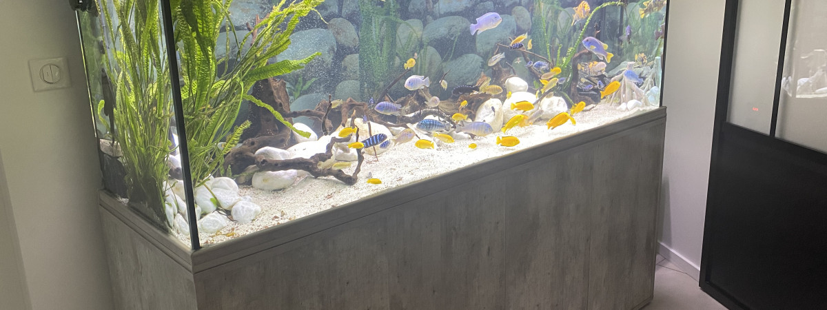 aquarium Aquarium cichlidés