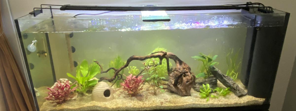 aquarium aquarium de mama