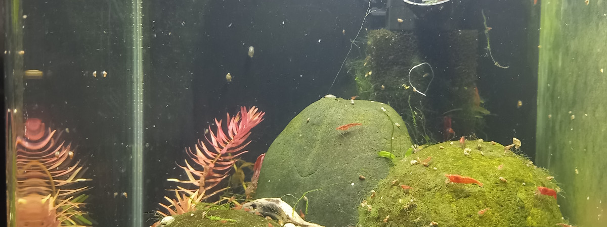 aquarium Shrimp 30L