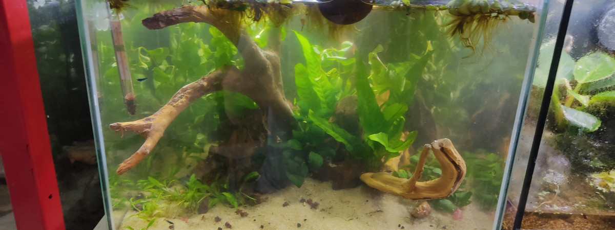 aquarium Aquarium 40L pour microrasbora