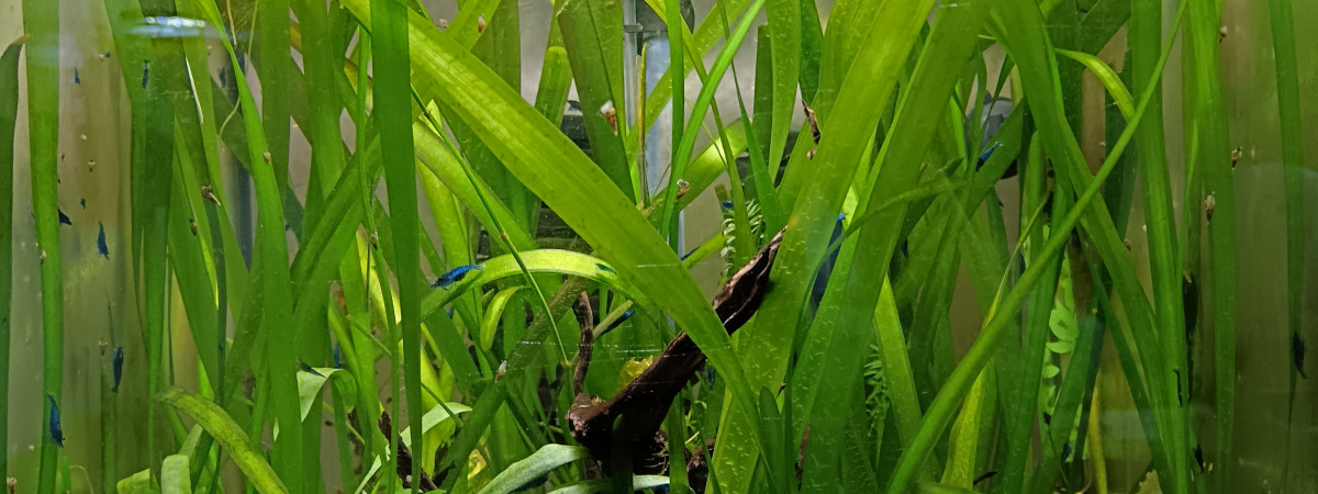 aquarium Crevette Neocaridina blue velvet