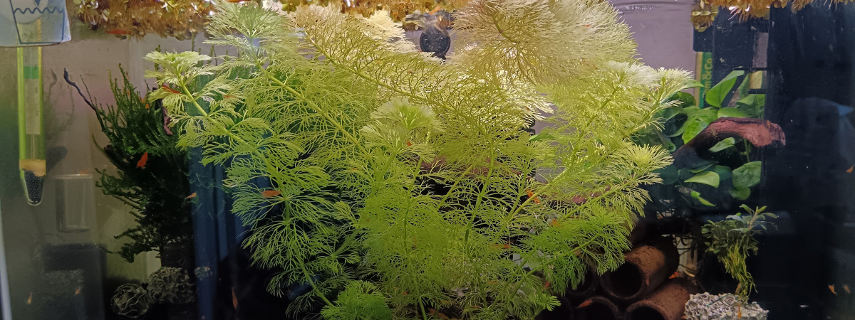 aquarium Crevette Neocaridina orange