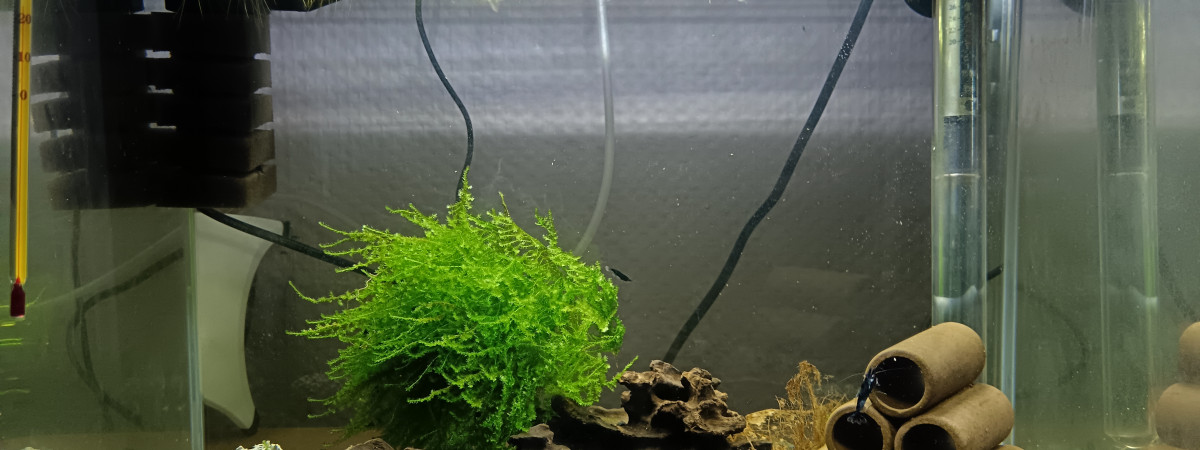 aquarium Crevette Neocaridina green jade