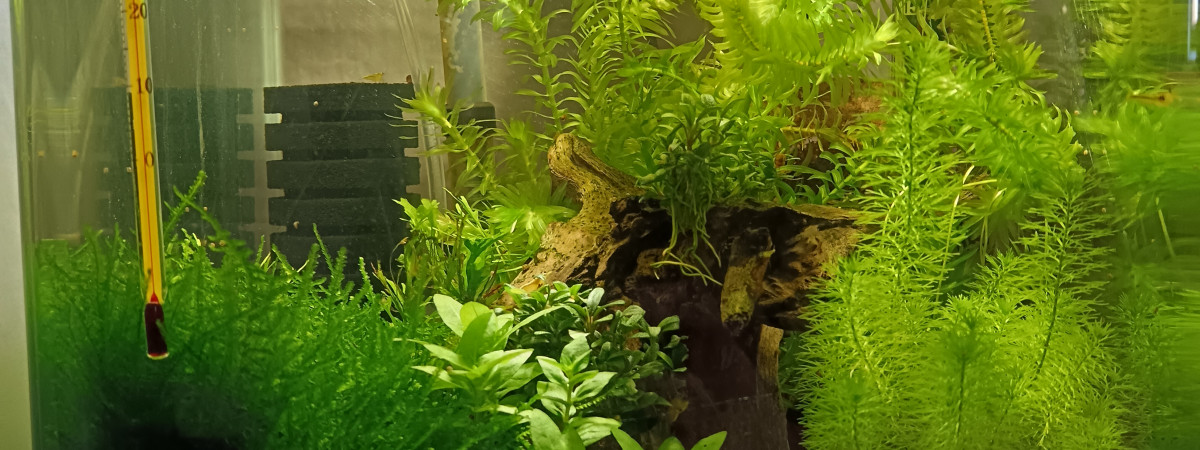aquarium Crevette Neocaridina yellow neon