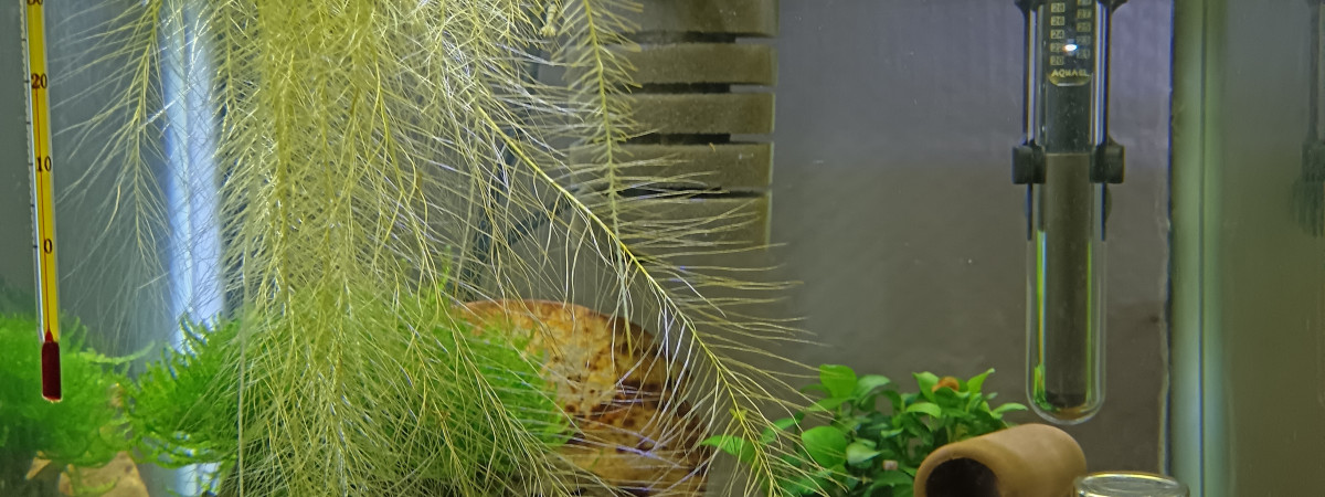 aquarium Crevette caridina nanashi purple mettalic