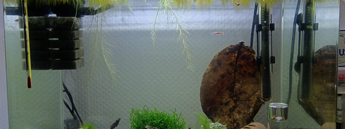 aquarium Crevette caridina nanashi red mettalic