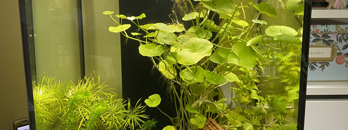 aquarium Aquarium crevettes 2
