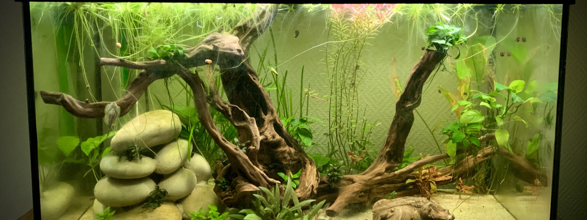 aquarium 125L Game of Rock