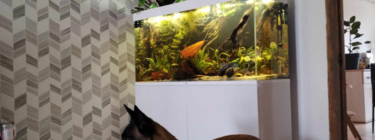 aquarium Aquarium principal