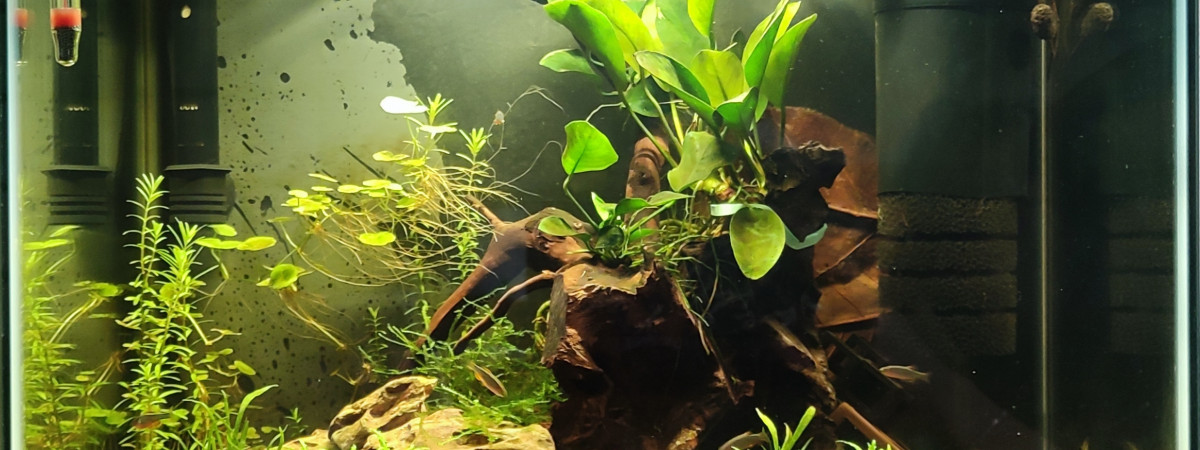 aquarium Nano 45l