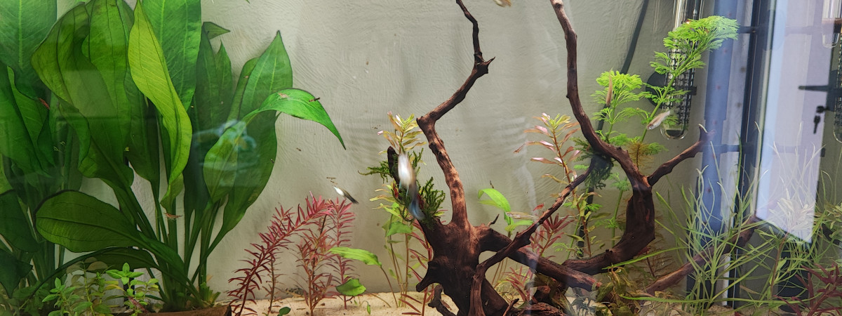 aquarium Bac de 80l