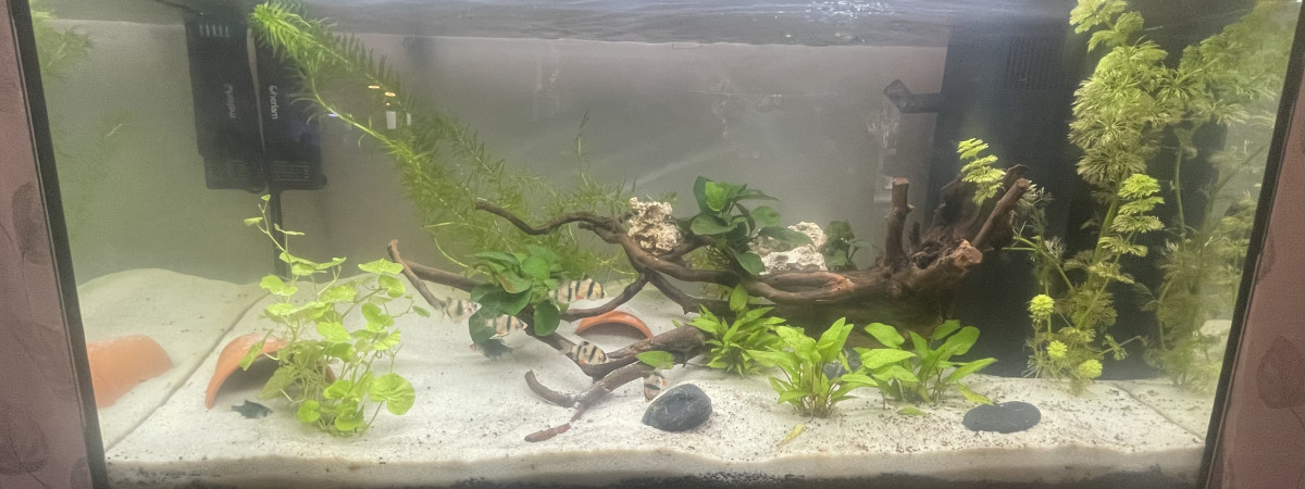 aquarium Aqua principal