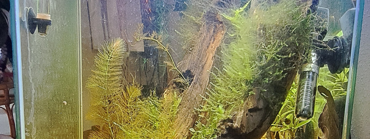 aquarium Aqua a crevettes blue velvet en cyclage depuis 05-05-24
