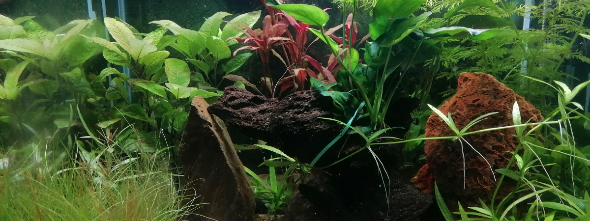 aquarium nano crevette