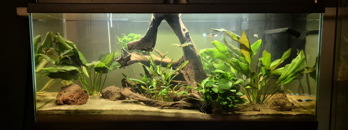 aquarium Premier aquarium