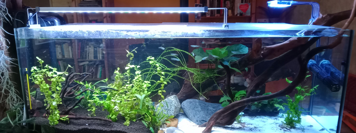 aquarium Aquarium maison