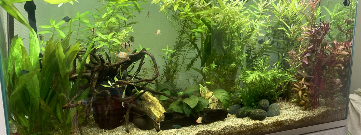 aquarium Barbuland