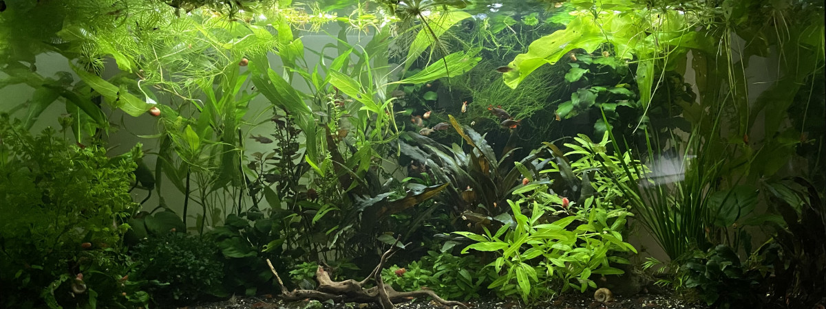 aquarium Galaxy