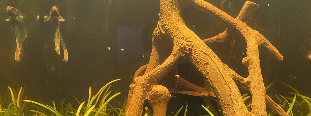 aquarium Combattant