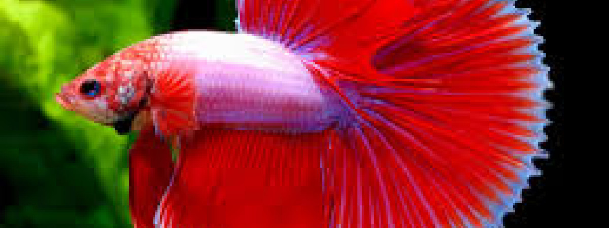 aquarium Aquarium 1
