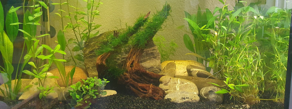aquarium Objectif communautaire