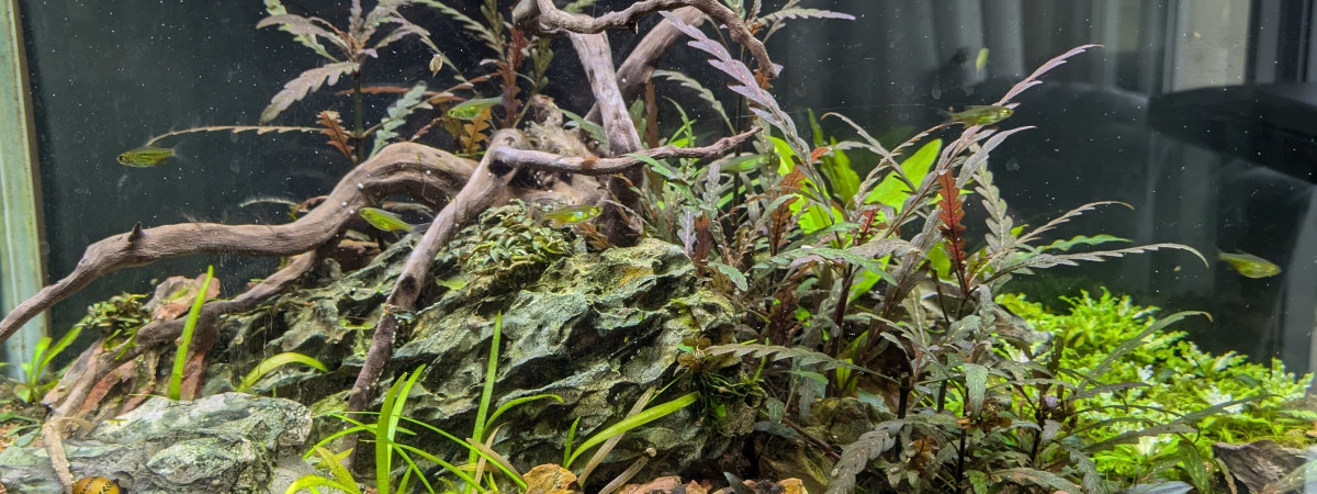 aquarium 60 Litres Gris