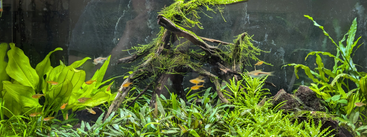 aquarium 100 litres Noir