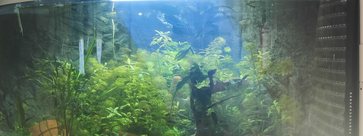 aquarium Commu