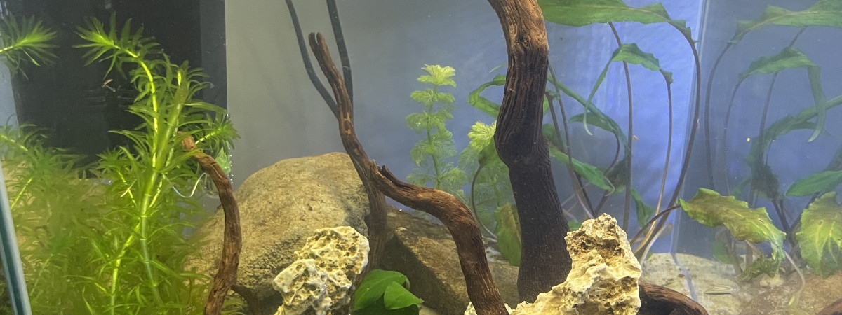 aquarium Jaeden 30 L