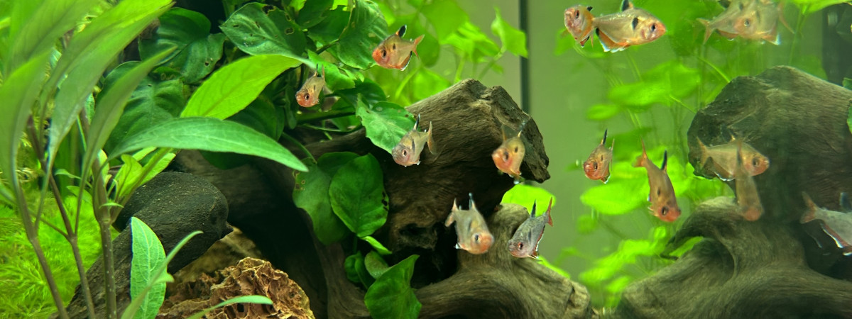 aquarium Aquarium Juwel 160L