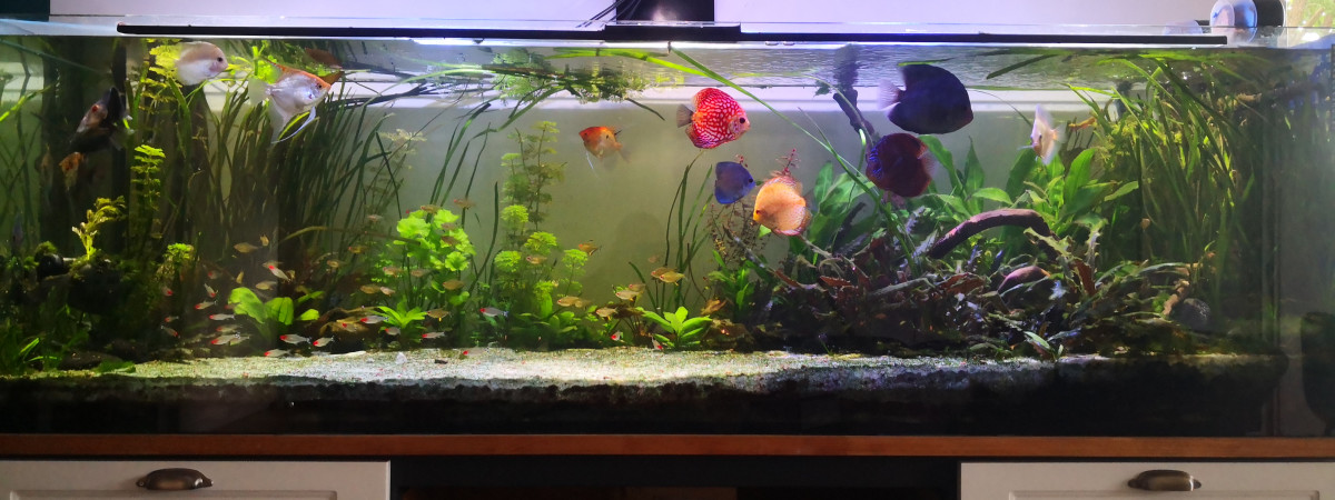aquarium Bac communautaire