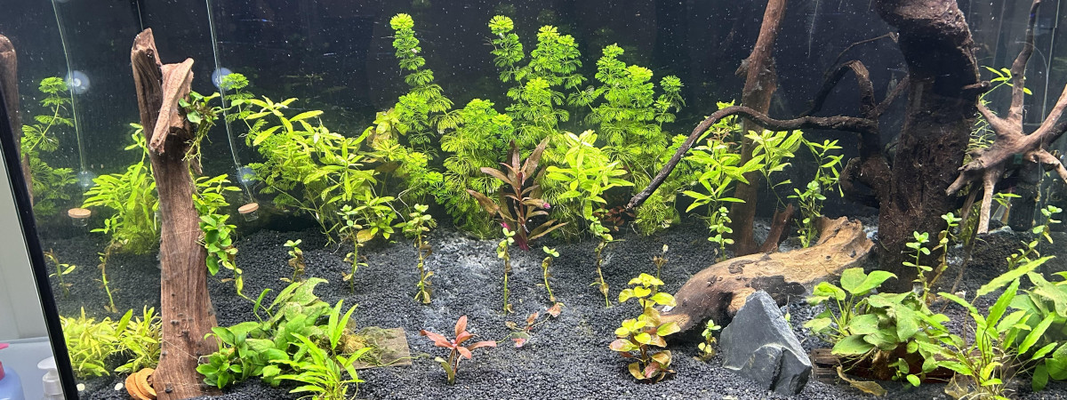 aquarium 250L