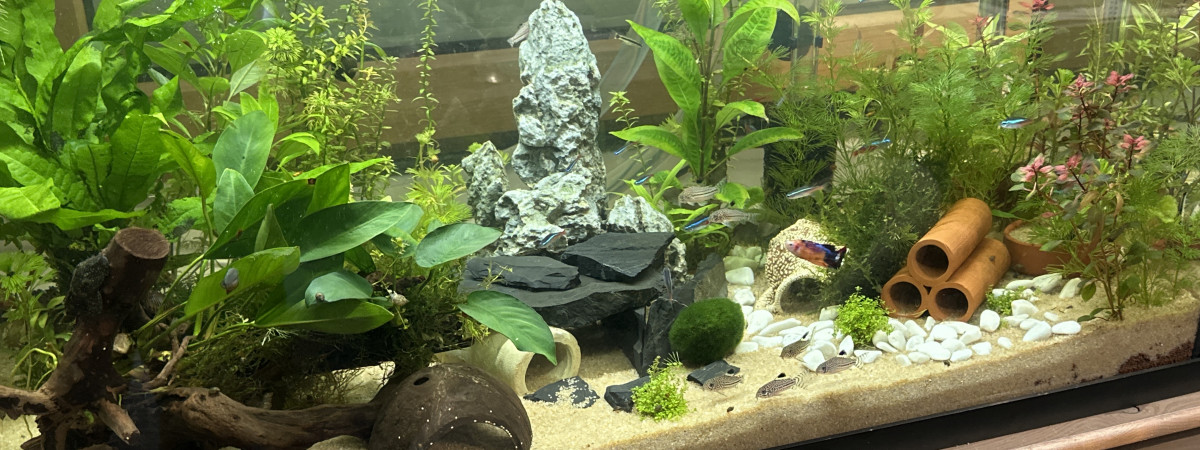 aquarium The First