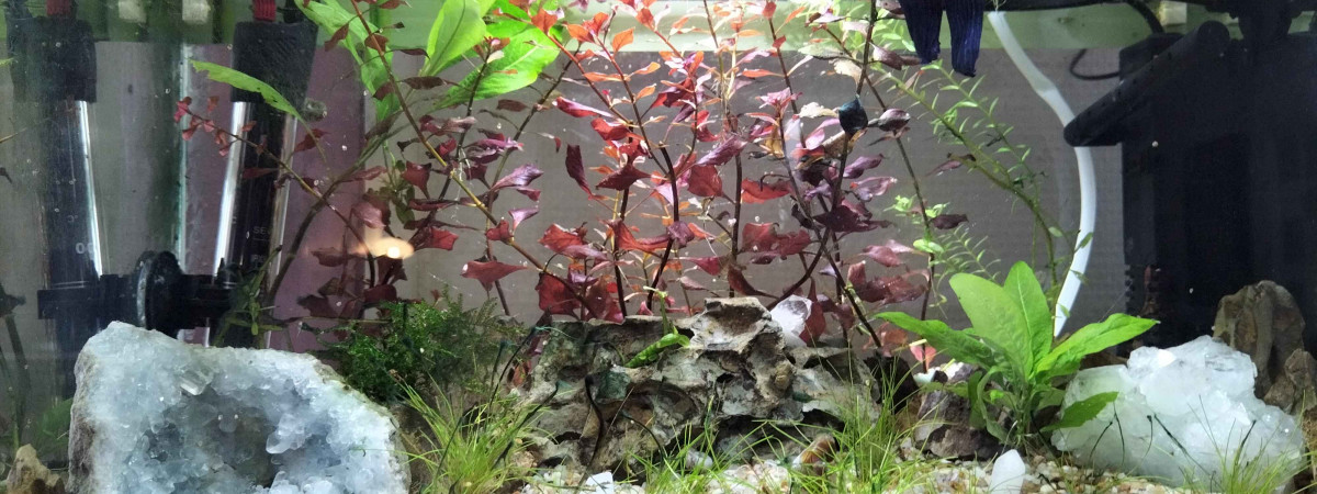 aquarium Georges W. Blue