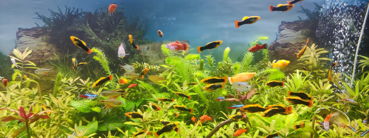 aquarium aquarium