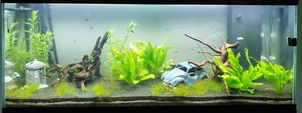 aquarium Ciano - 300 litres