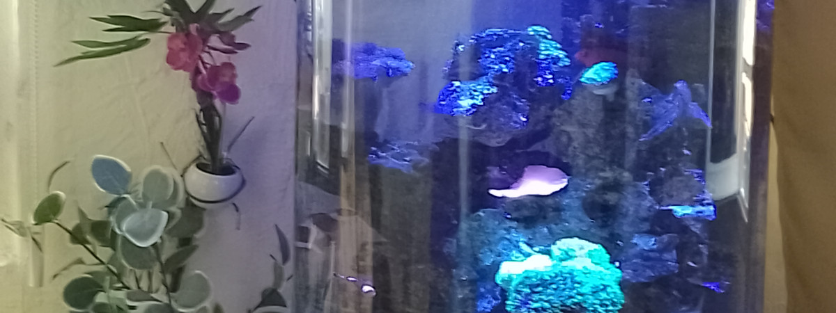 aquarium Recifal 06