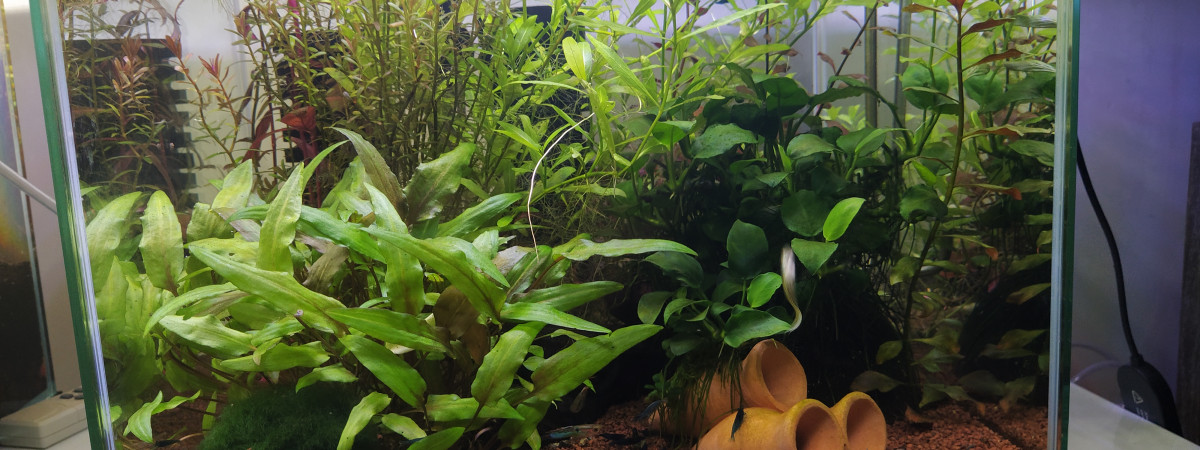 aquarium Mon premier né 33l