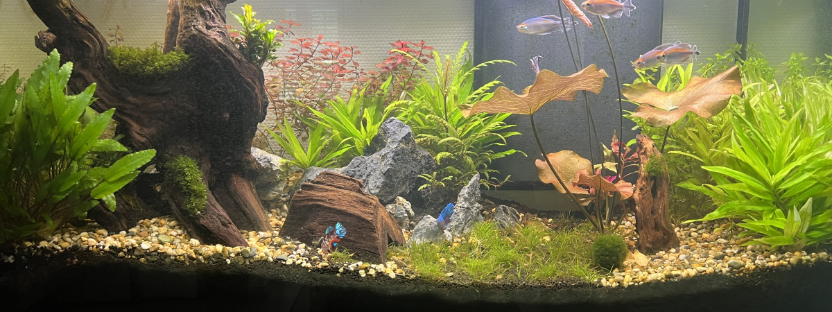 aquarium 200l