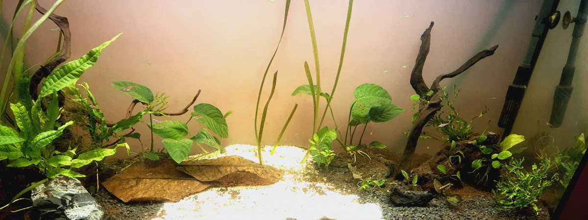 aquarium Biotope Asiatique