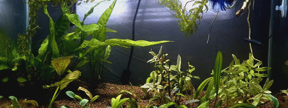 aquarium Betta Halfmoon