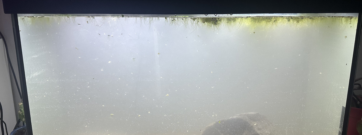 aquarium 29 gallons