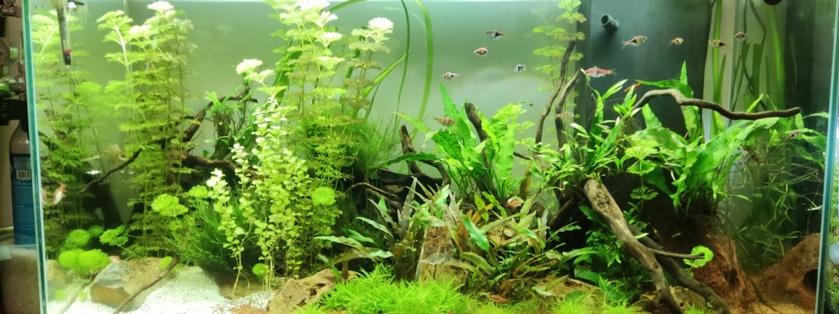 aquarium bac 200L eau douce