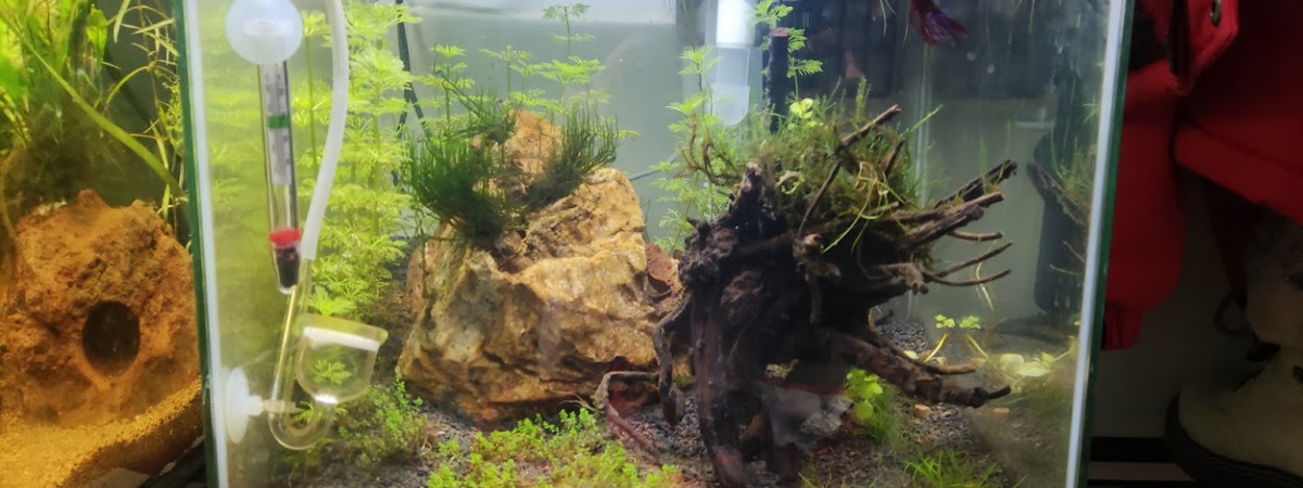 aquarium bac 33L eau douce
