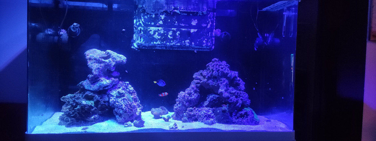 aquarium bac 250L marin