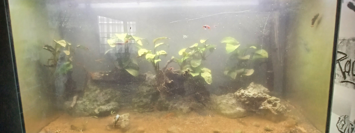 aquarium Aquarium 240 L asiatique