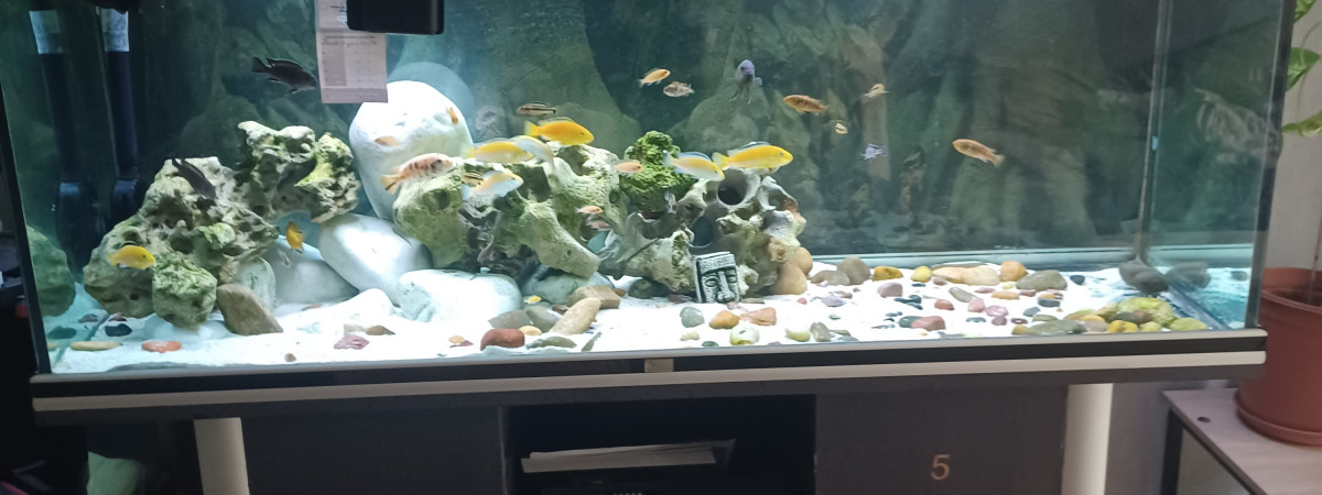 aquarium Aquarium Malawi 450 L