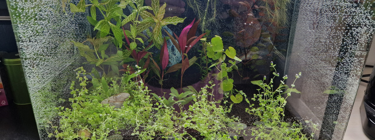 aquarium Betta