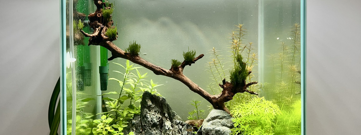 aquarium 80l